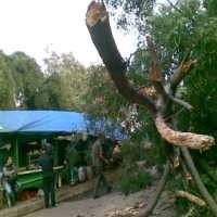 Pohon Tumbang di Panglima Polim II, Timpa Warung Tenda
