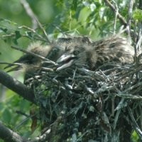 Bom Kowak Malam di Ganesha Menghilang