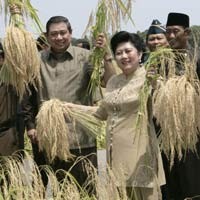 SHI: Panen Gagal Sebab Petani Tak Tahu Cara Tanam Super Toy