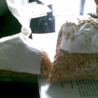 Peneliti : Mustahil Super Toy Capai Lebih 15 Ton/Hektar