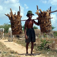 Ramadan Berkah Bagi Pencari Kayu Rencek