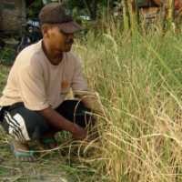 Padi Super Toy di Madiun Juga Tak Bisa Dipanen