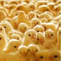 Sierad Investasi Rp 410 Miliar 