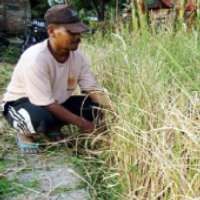 SB dan Gus Dur Kompak Salahkan SBY-JK Soal Padi Super Toy