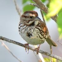 Radiasi Ponsel Turunkan Populasi Burung?