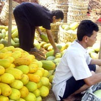 Timunsuri si Buah Musiman
