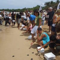 Menyelam, Beramal dan Melepas Penyu