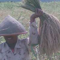 Pakar UGM Ragu Super Toy HL2 Hasilkan 15 Ton per Hektar