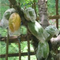 Revitalisasi Kebun Kakao Butuh Dana Rp 13,7 Triliun