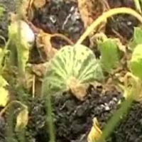 400 Hektar Lahan Semangka di Tuban Gagal Panen