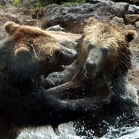 Hewan pun Cari Jodoh via Internet