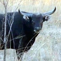 Banteng Liar Mengamuk di Perkampungan Warga