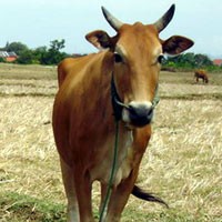 Kota Malang Dijamin Bebas dari Daging Gelonggongan