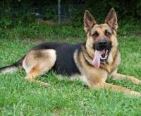 Anjing Telepon 911 untuk Selamatkan  Nyawa Majikan