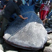 Hiu 8 Meter Tersangkut Jaring Nelayan Bangkalan