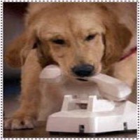 Anjing Telepon 911 untuk Selamatkan Nyawa Majikan