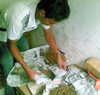 Polisi Sita 2,25 Kg Ganja