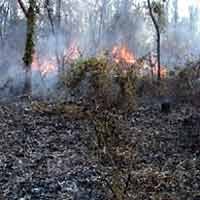 60 Hektar Hutan Jati Mojokerto Kembali Terbakar