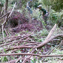 Besok, 200 Pohon Ditanam di Baksil
