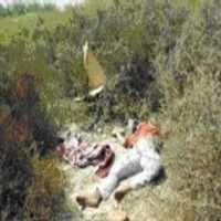 PRT Indonesia Dibunuh di Bahrain