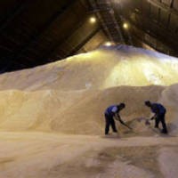 Produsen Gula Didorong Produksi Raw Sugar