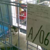 Mudik Lebaran, Jangan Lupa Peliharaan