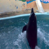 Hamil 6 Bulan, Lili Tetap Hibur Pengunjung Ancol