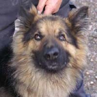 Sniff...Anjing Pelacak Endus Ponsel Napi