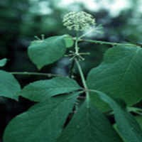 Lagi-lagi di China, Tiga Orang Tewas karena Suntikan Herbal