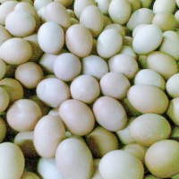 Usai Lebaran, Harga Telor Ayam Turun