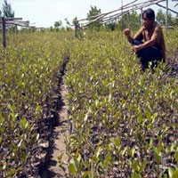 105 Hektar Mangrove di Tuban Rusak