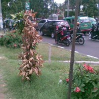 Pagar dan Tanaman Dicuri, Taman Kota Banyak yang Rusak