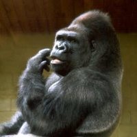 Daur Ulang Ponsel Bisa Selamatkan Gorila