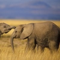 Selamatkan Diri, Gajah Kirim SMS