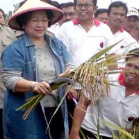 PDIP Kaget Padi MSP Dibakar Petani Banyumas