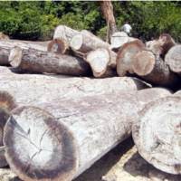 Krisis Global Tumbangkan Ekspor Kayu