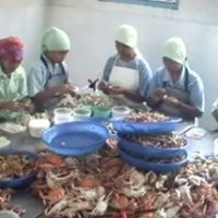 Eksportir Rajungan Mencoba Bertahan dari Krisis Global