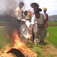 DPC PDIP Banyumas Akhirnya Beli Padi MSP dari Petani