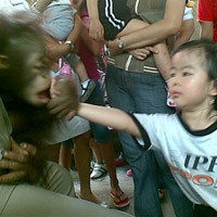 Hii..Ternyata Harimau Itu Besar Ya..