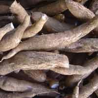 Yuk Belajar Membuat Bioetanol dari Singkong!