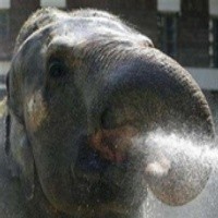 Ada Gajah Kecanduan Heroin!