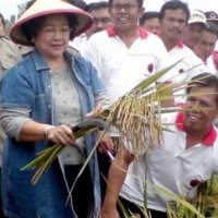 Puan Maharani: Padi MSP Masih Diujicoba Kalangan Internal