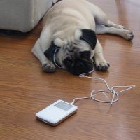 iPod dan Wii Ancam Binatang Peliharaan