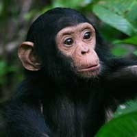 Jualan Marga Satwa Liar Marak di Internet