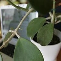 Wow... Tanaman Bisa Menulis Blog