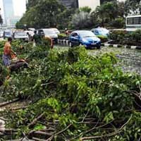 Hujan Datang, Awas Pohon Tumbang