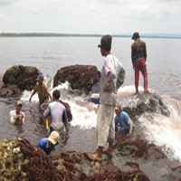 Air Laut Banyuwangi Berwarna Merah Kian Meluas