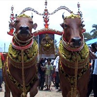 Bak Peragawati, Festival Sapi Sonok Berlangsung Meriah