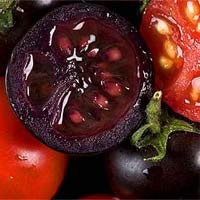 Ilmuwan Belanda Bikin Tomat Ungu, Lebih Sehat