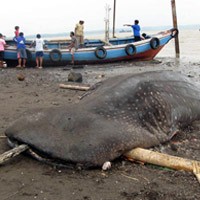 Hiu Tutul Sepanjang 5 Meter Ditemukan Nelayan Kenjeran